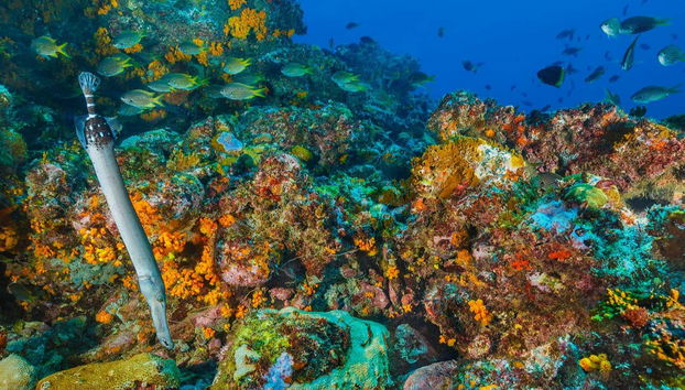 Snorkeling Tour in Mindelo - Foto 5