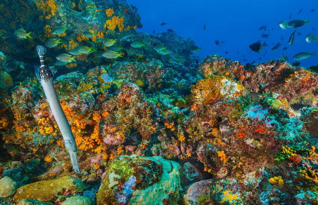 Snorkeling Tour in Mindelo - Foto 5