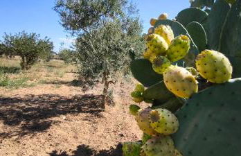 Cascina Vittorio, Relax in campagna con barbecue vicino Gallipoli - Foto 60