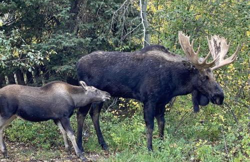 Gorgeous Jackson Hole Condo in Top location with Great Views and Private Deck with Barbeque! - Foto 35