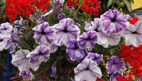 Rod and Line - Foto 5