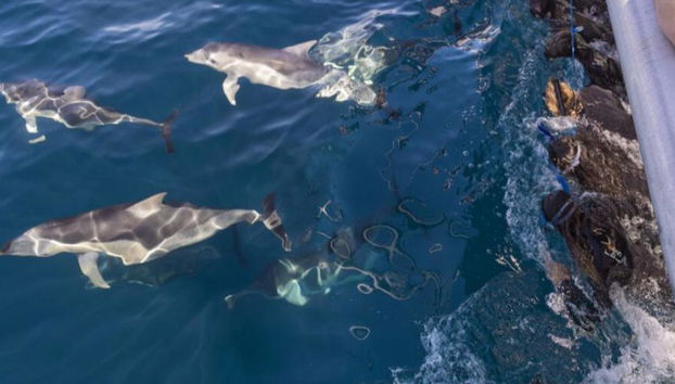Croisière à la nage avec les dauphins sauvages à Adélaïde - Photo 4