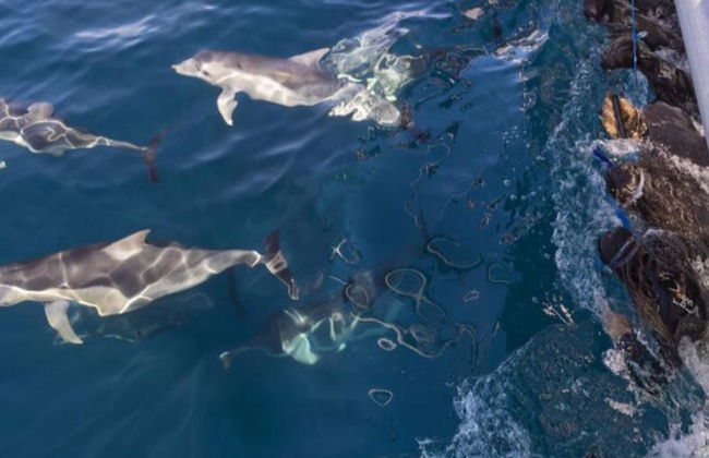 Croisière à la nage avec les dauphins sauvages à Adélaïde - Photo 4