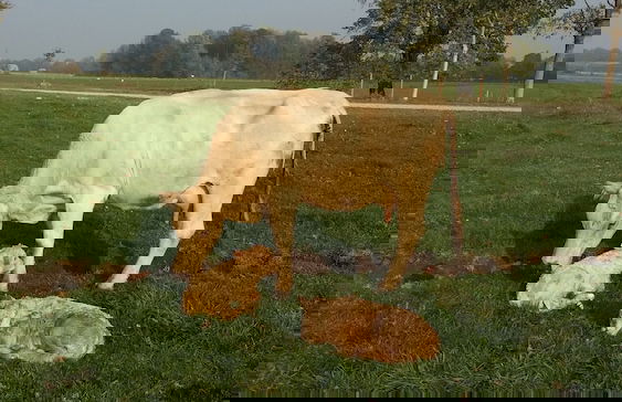 Steigmatt Bauernhof - Erlebnis - Foto 67