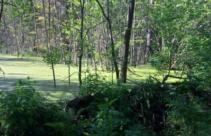 Jabłkowo-na skraju Puszczy Boreckiej ŚNIADANIA W CENIE - Foto 33