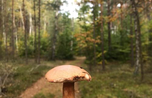 Biebrzaski - dom nad Biebrzą - Foto 46