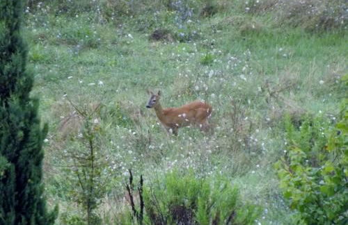 Apartment Flache Kornblume by Interhome - Foto 43