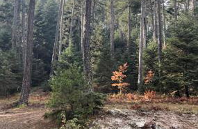 The Lake house Feneos - Foto 47