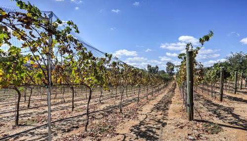 Escondido Vineyard Estate Walk to Wineries! - Foto 2