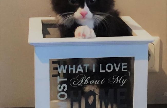 The White House - Foto 39