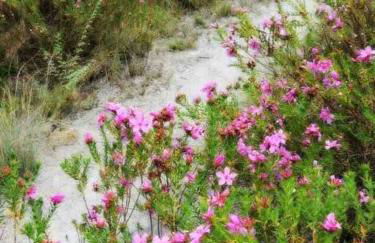 #casinhadasbananeiras - Foto 46