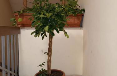 A&C Talenti Diamond - Foto 12