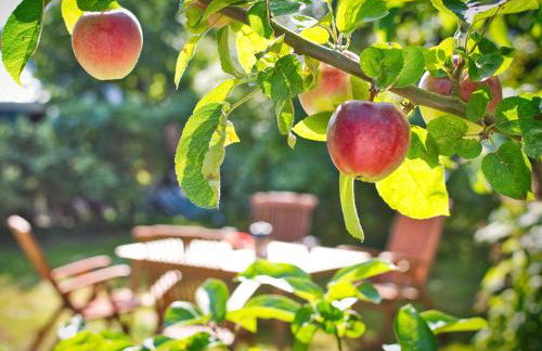 Ferienhaus Makrele von 1877 - Foto 14