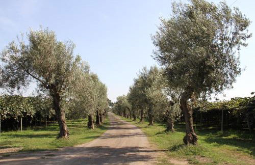 Agriturismo Ali E Radici - Foto 16