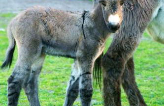 Tapada da Rabela - Reserva Natural - Foto 40