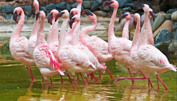 Oasis Wildlife Fuerteventura - Foto 4