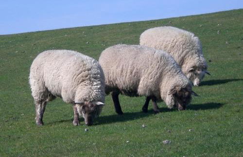 Pippert Comfortable holiday residence - Foto 26