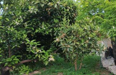 Aνεξάρτητη παραδοσιακή πέτρινη κατοικία - Foto 31