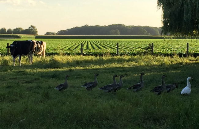 Holiday Home in Koekelare With Scenic Views - Photo 39