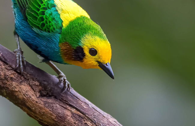 Avistamiento de aves en la reserva Santa Rita - Foto 7