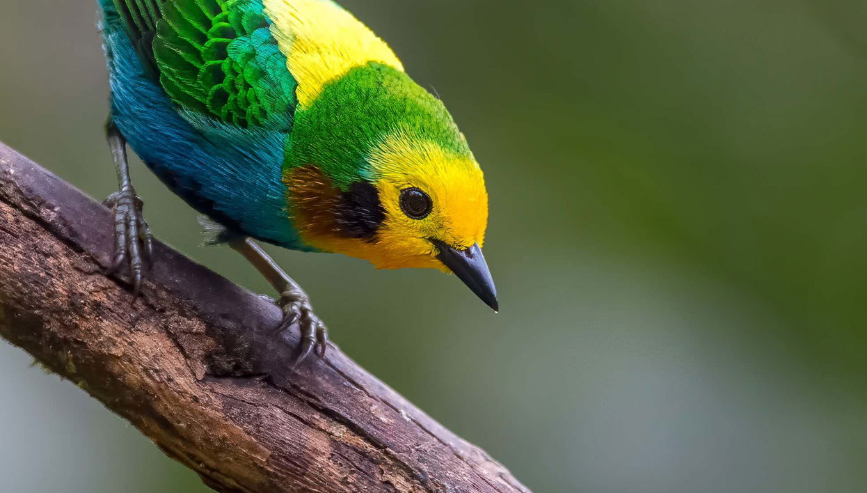 Birdwatching in Santa Rita Natural Reserve