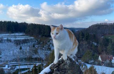 Gasthof zur Sägemühle - Foto 35