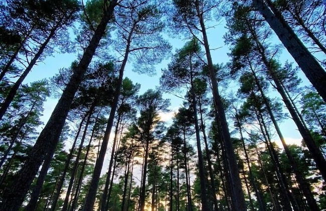 Cairngorm Bothies - Photo 22