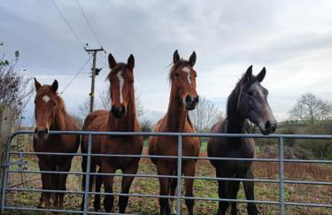 The Stable Springmount Accommodation - Foto 30