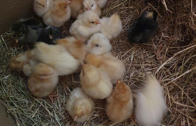 Double Decker Bus on an Alpaca Farm Sleeps 8 - Foto 68