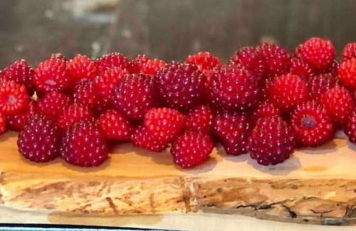 Cabin at the cove at Watauga Lake - Foto 35