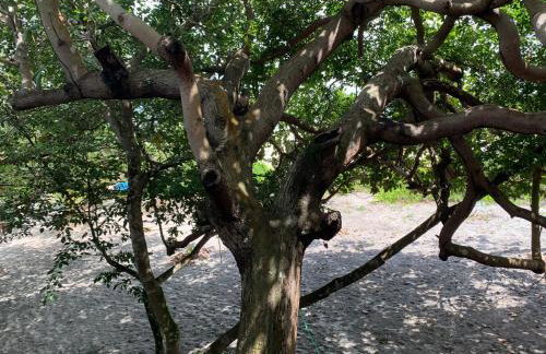 FM Algodoal - Foto 20