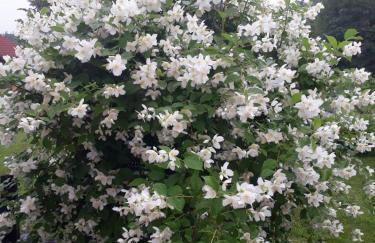 Apartment Stjepan - Foto 9