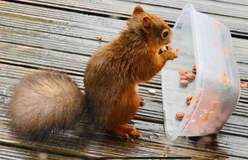 Scottish Highland Cottage Tyndrum Upper Station - Foto 17