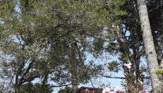 Recanto das Gralhas - Foto 3, Garden