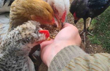Urlaub auf dem Bauernhof mit Garten und Terrasse im Grünen - Foto 10