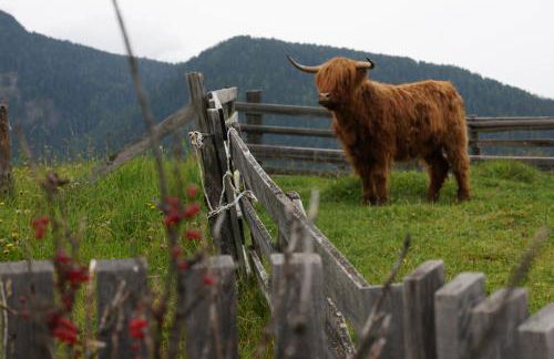 Chi Plans - Photo 14