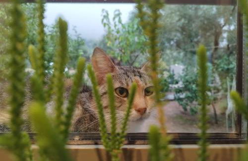 Panoramic View Summerhouse - Foto 47