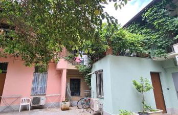 Musa Paradisiaca - Foto 10