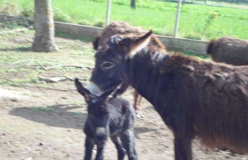 Azienda Agrituristica Pericle - Foto 27