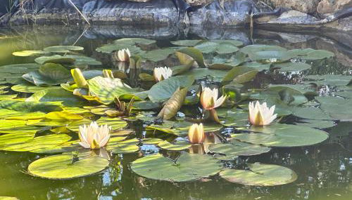 Dimora riviera - Foto 4, Garden