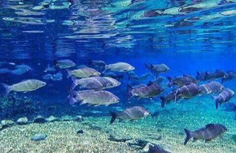 Tagatiyá Creek Day Trip - Foto 8