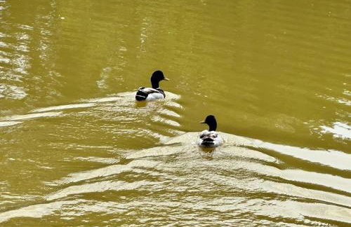 Cottage Le Rosie au bord du lac avec jacuzzi - Foto 29