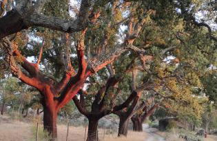 Alto do Sobreiro - Foto 33