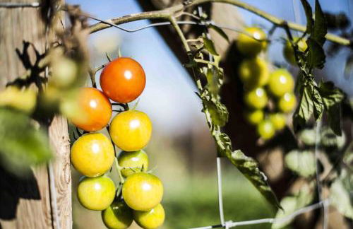 Azienda Agrituristica Alcastlè - Foto 53