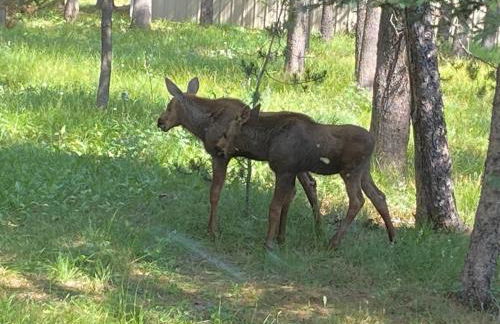 Grandma's Home in the Woods. Yellowstone - Foto 27