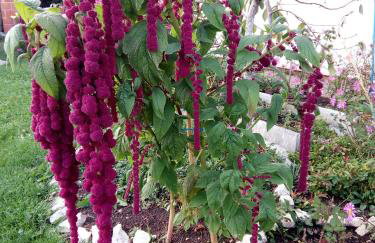 Apartments Žegarac House - Foto 29