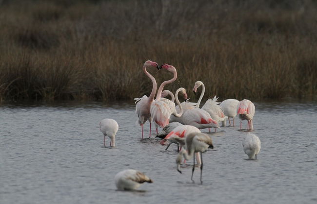 Country Resort Le Due Ruote - Foto 63