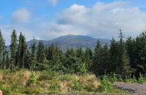 Pinetree Cottage, dog friendly, Holiday let, Callander Invertrossachs - Foto 11