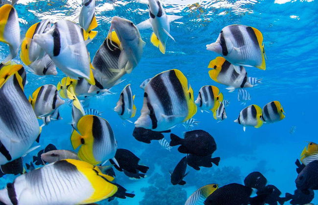 Moto d'acqua + Snorkeling con squali e razze - Foto 10