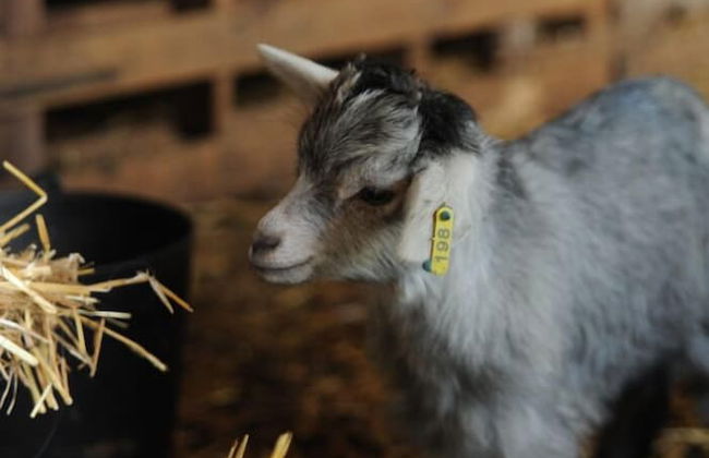 Vumba - The Gorongosa Suite - Foto 28